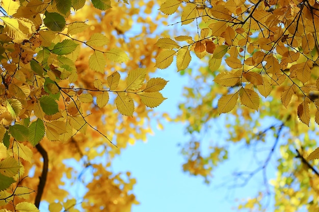 abstrato outono outono fundo folhas amarelo natureza outubro papel de parede sazonal