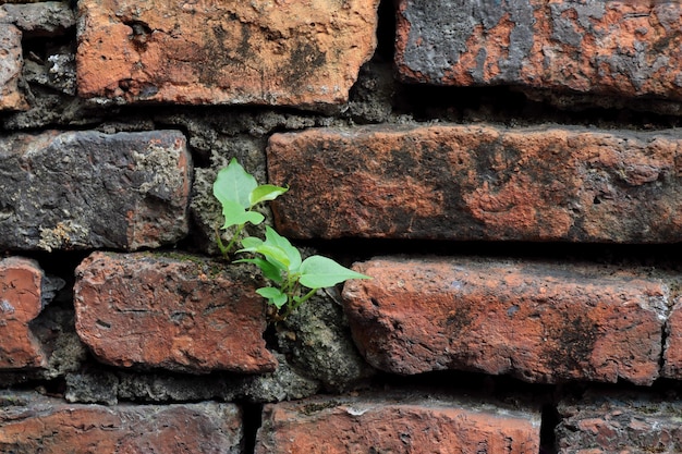 Foto abstrato parede de tijolos antigos com pequena planta industrial e conceito de plano de fundo