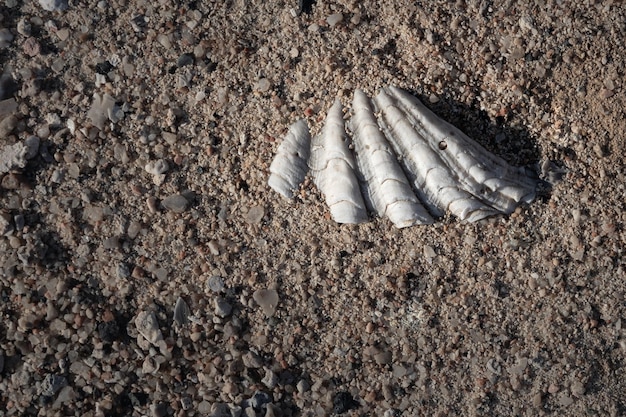 Abstrato próximo de uma velha concha do mar quebrada e seca coberta de areia na superfície plana e deserta do Egito
