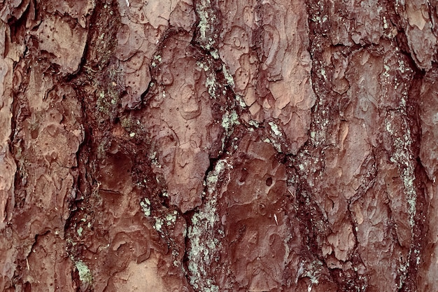 Abstrato. Textura de casca de árvore.