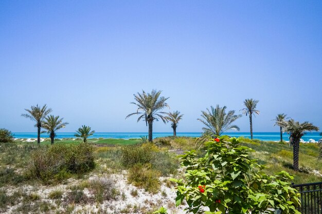 Abu Dhabi. Limpie la costa de la playa de la isla del Golfo Arábigo de Saadiyat. Emiratos Árabes Unidos.