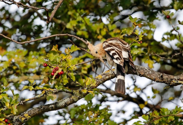 Abubilla acicalándose en un árbol