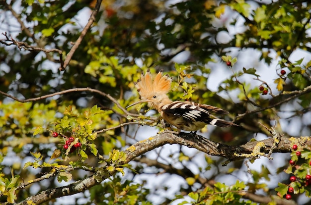 Abubilla acicalándose en un árbol