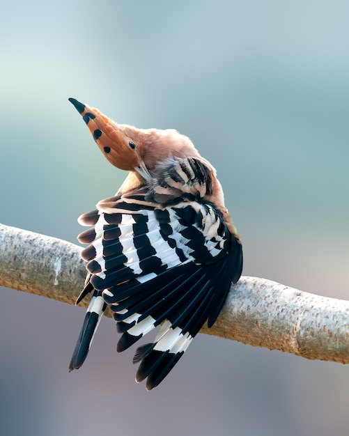 Foto abubilla común haciendo preen en una perca de árbol