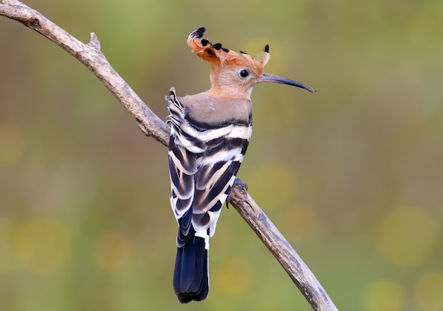 Abubilla con una corona despeinada se sienta en una rama