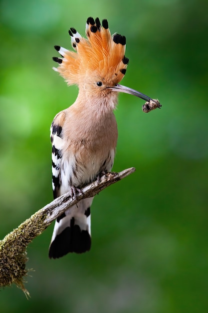 Abubilla euroasiática sentada en la rama en el bosque de verano