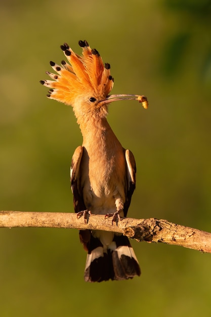 Abubilla euroasiática sentada en la rama en verano al atardecer