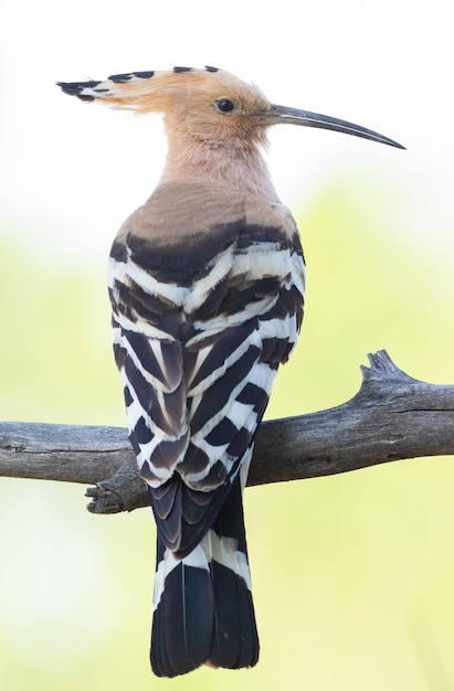 Abubilla euroasiática Upupa epops Primer plano de un pájaro sobre un hermoso fondo