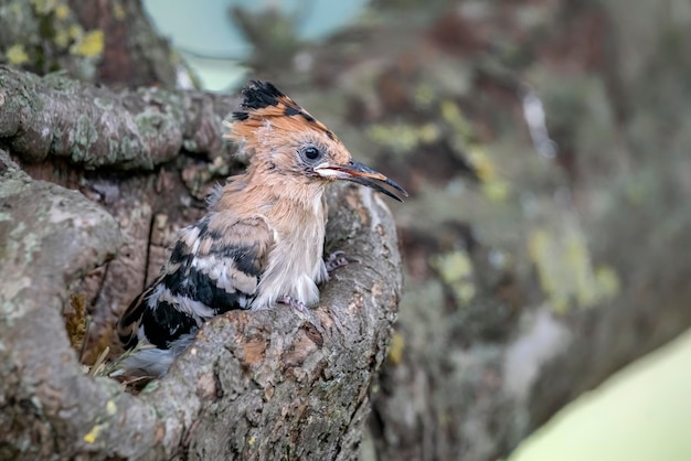 Abubilla juvenil (Upupa epops) en un árbol hueco.