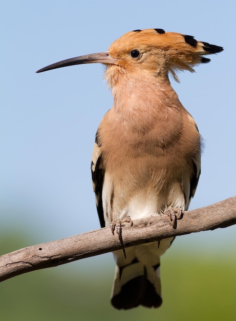 Abubilla Upupa epops El pájaro se sienta en una rama contra el cielo