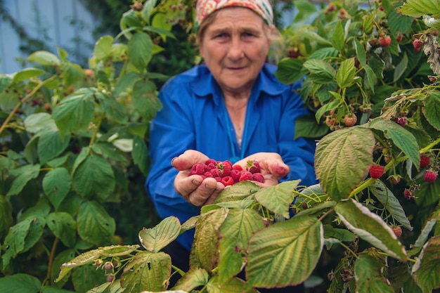 Abuela cosecha frambuesas en el jardín Enfoque selectivo