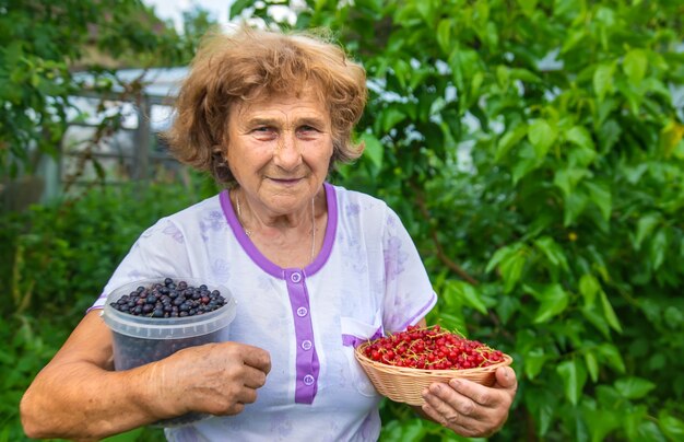 Foto la abuela cosecha grosellas en el jardín. enfoque selectivo. naturaleza.