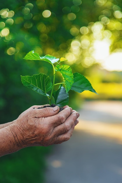 La abuela está plantando un árbol en el jardín Enfoque selectivo