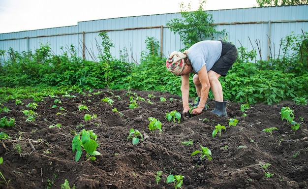 La abuela está plantando plántulas en el jardín. Enfoque selectivo. Naturaleza.