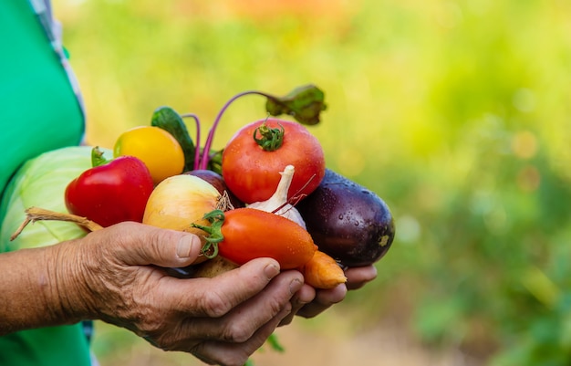 Abuela en el jardín con una cosecha de verduras. Enfoque selectivo.