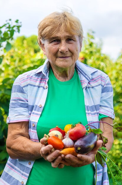 Abuela en el jardín con una cosecha de verduras. Enfoque selectivo.