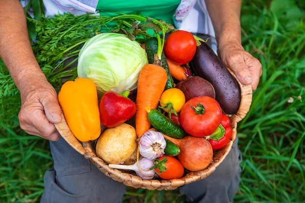 Abuela en el jardín con una cosecha de verduras. Enfoque selectivo.