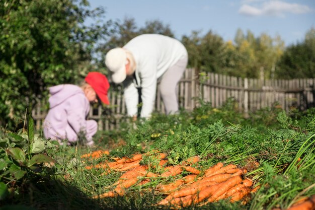 Abuela y nieta cosechando zanahorias en el jardín en una granja orgánica de fin de semana de finales de verano