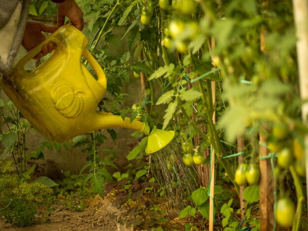 Abuela regando tomates en un invernadero en el campo