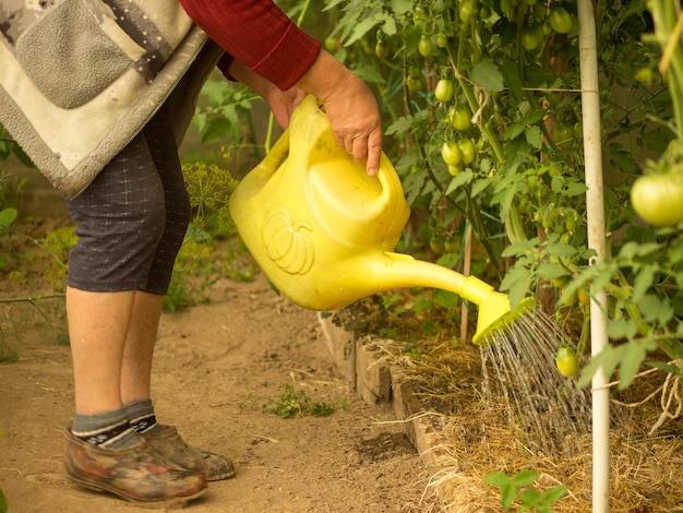 Abuela regando tomates en un invernadero en el campo