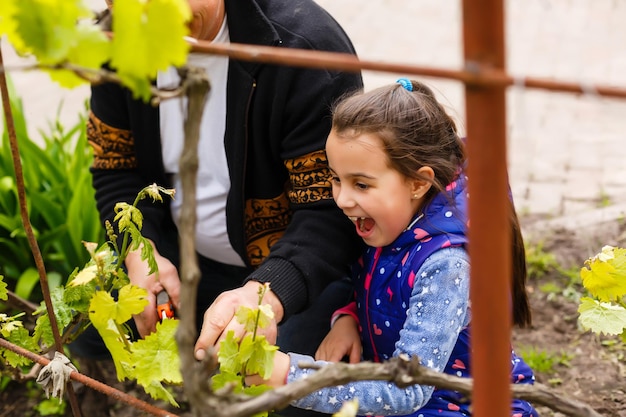 El abuelo feliz con su nieta cortó las uvas en el jardín