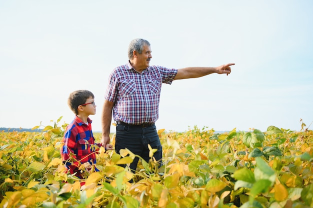 Abuelo y nieto controlan la cosecha de soja. Concepto de personas, agricultura y agricultura.