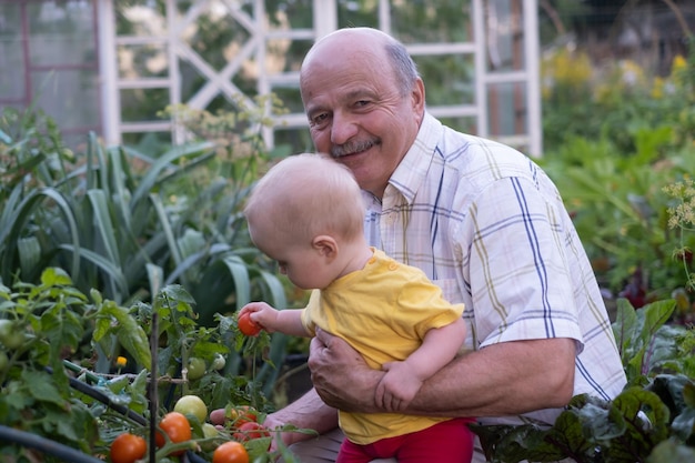 Abuelo y niña revisando tomate en la granja familiar