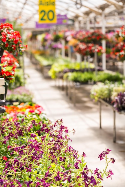 Abundancia de coloridas flores en el centro de jardinería a principios del verano.