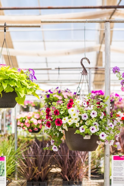 Abundancia de coloridas flores en el centro de jardinería a principios del verano.