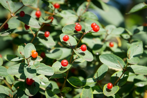 Abundância de bagas de wolfsbane venenosas vermelhas