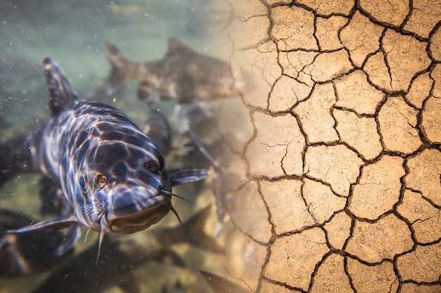 Foto abundância e seca causada pela mudança climática