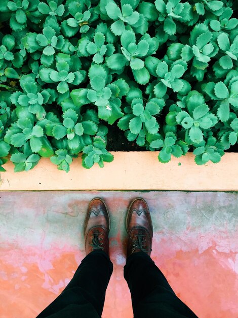 Foto abundancia de plantas y hombre de pie en el pavimento