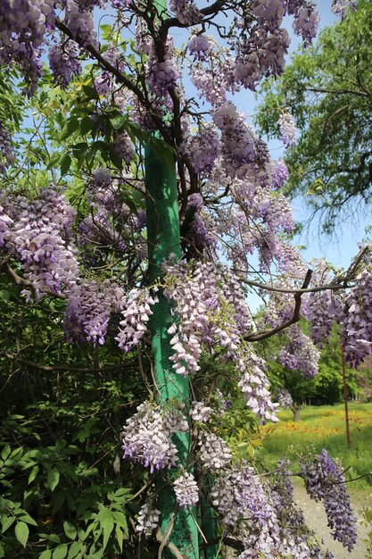 Abundante floración de glicinas en primavera.