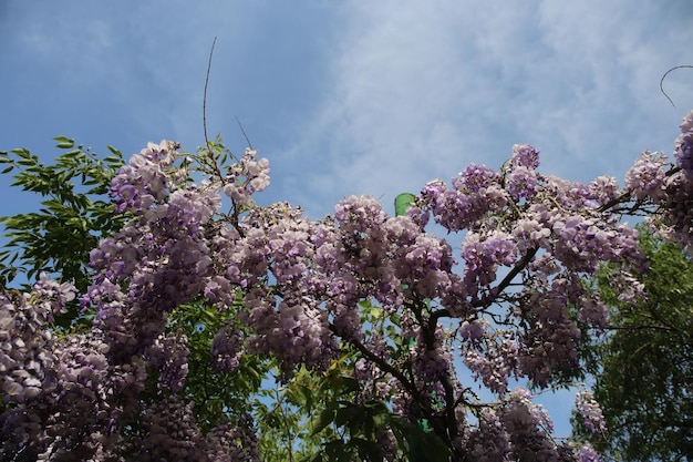 Abundante floración de glicinas en primavera.