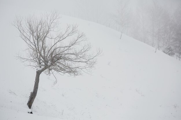 Una abundante nevada en los Cárpatos rumanos en el pueblo de Sirnea,