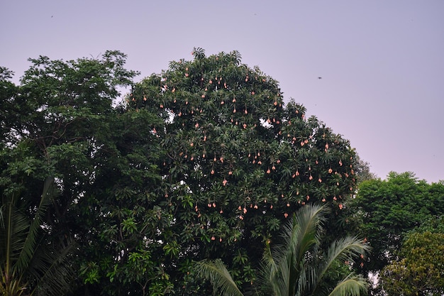 Abundante rendimento de frutos de manga branca na árvore