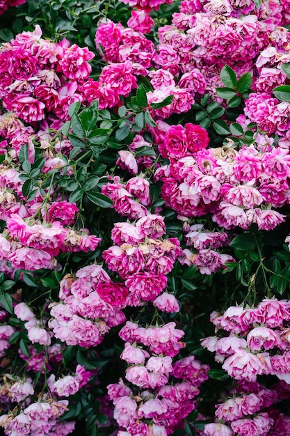 Abundante textura de macizo de flores con arbustos de rosas rosadas que ya han pasado su mejor momento.