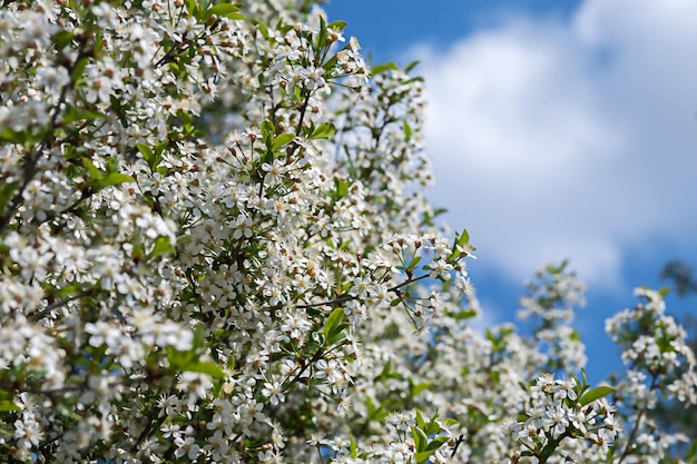 Abundantemente floração de cerejeira contra um céu azul brilhante em um dia ensolarado