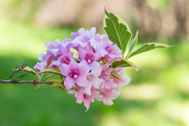 Abundantes flores rosadas de Weigela florida a mediados de mayo