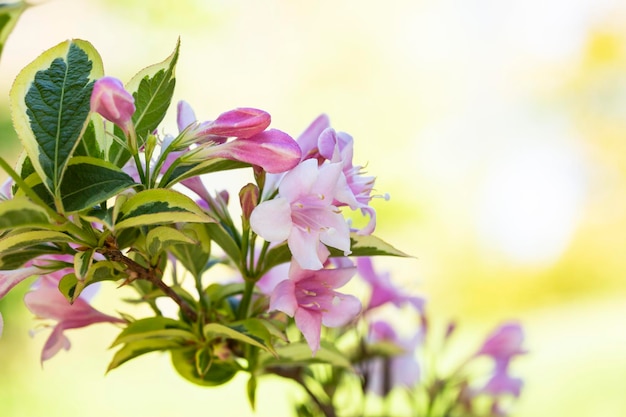 Abundantes flores rosadas de Weigela florida a mediados de mayo