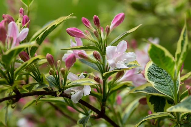 Abundantes flores rosadas de Weigela florida a mediados de mayo