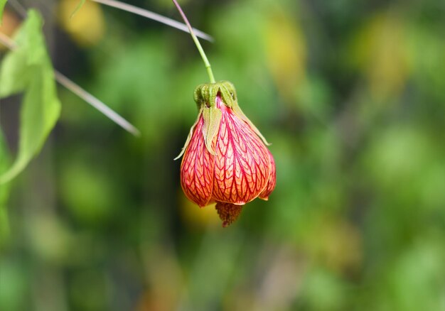 Abutilon pictum ou Abutilon striatum redvein flor crescendo em Da Lat no Vietnã abutilon, veia vermelha