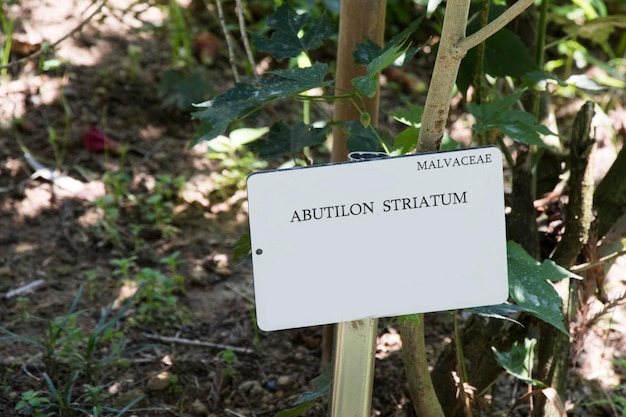 Abutilon striatum flor flor roja malvaceae