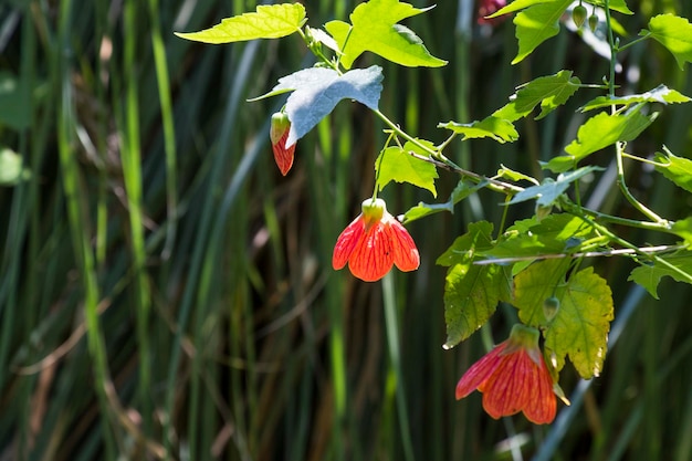 Abutilon striatum flor flor vermelha malvaceae