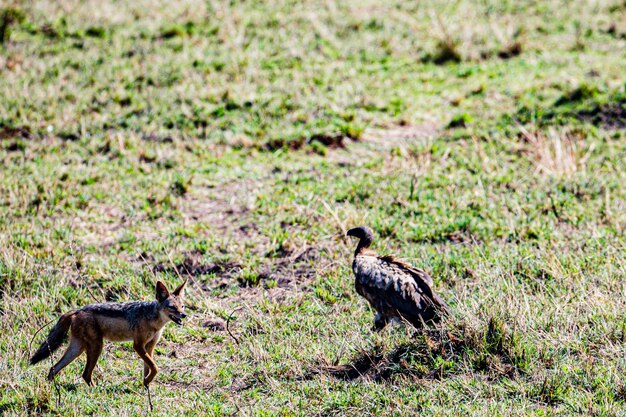 Foto abutre aves animais selvagens mamíferos savana plantação maasai mara reserva nacional de caça parque narok