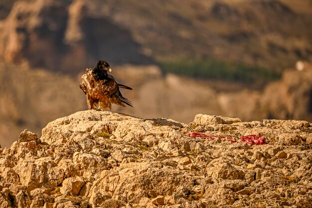 Abutre-barbudo ou gypaetus barbatus junto com abutres-grifos