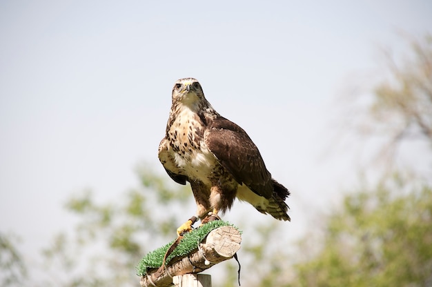 Abutre-comum (Buteo buteo) empoleirado em um galho