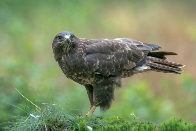 Abutre comum (Buteo buteo) na floresta