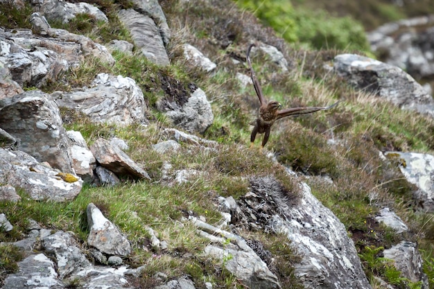 Abutre-comum (buteo buteo)