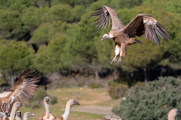 Abutre de Griffon ou grifo euro-asiático (Gyps fulvus) Málaga, Espanha